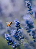 "Agir pour une beauté vivante" : Guerlain renouvelle sa stratégie d’engagement durable