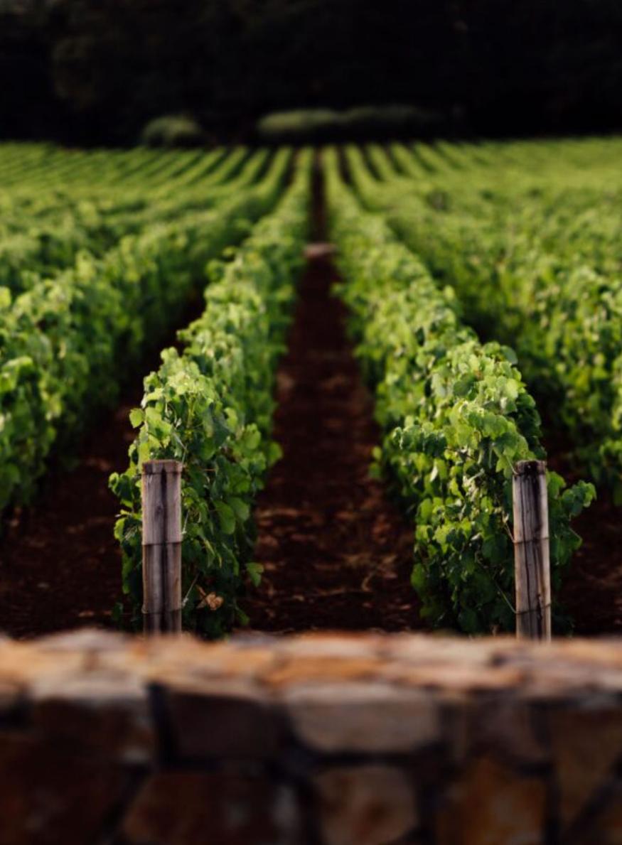 chanel rachète rudd estate, sous la bannière st.supéry, dans la napa valley